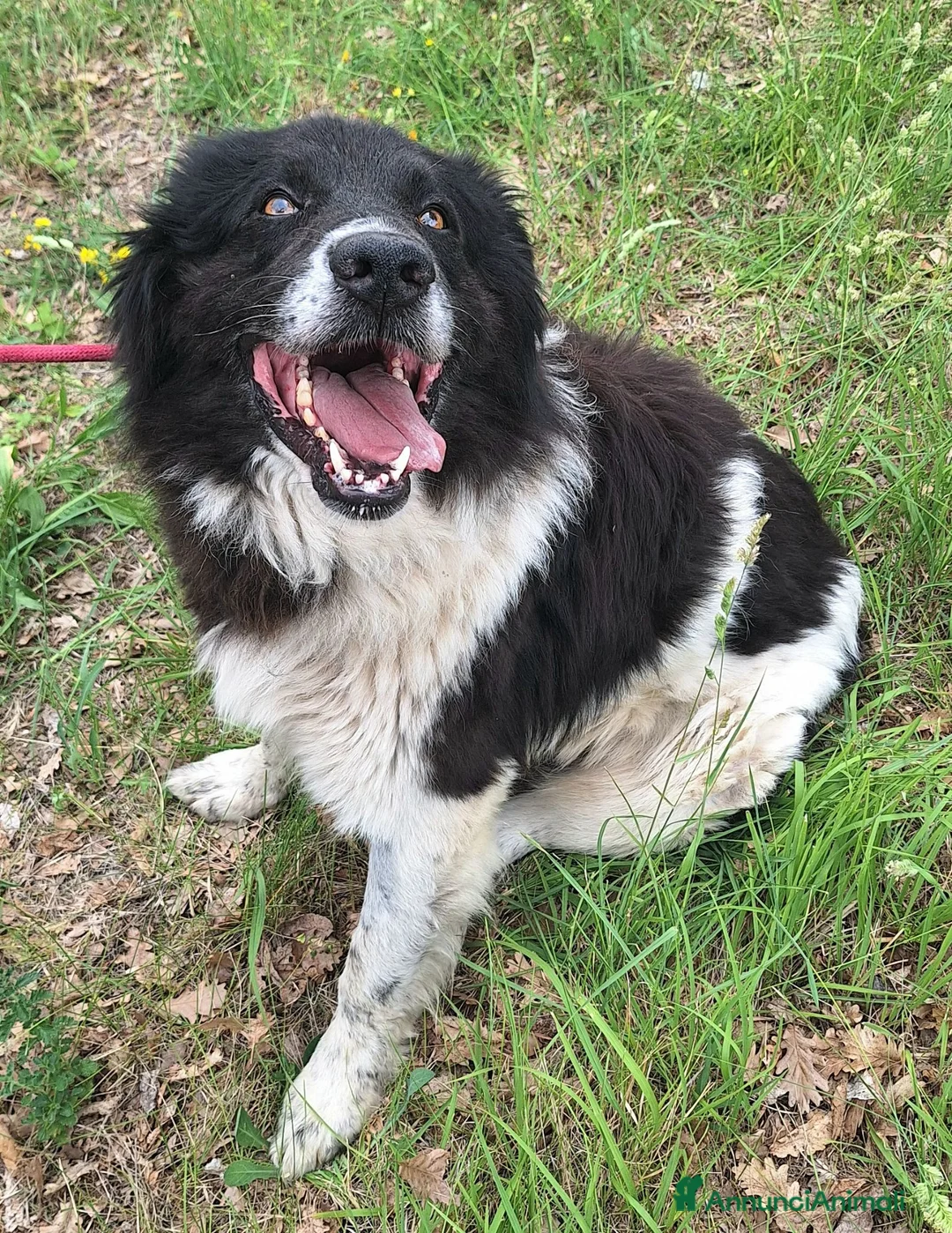 Meticcio cani in regalo: Cosmo 3 anni mix border collie - Annuncio 2