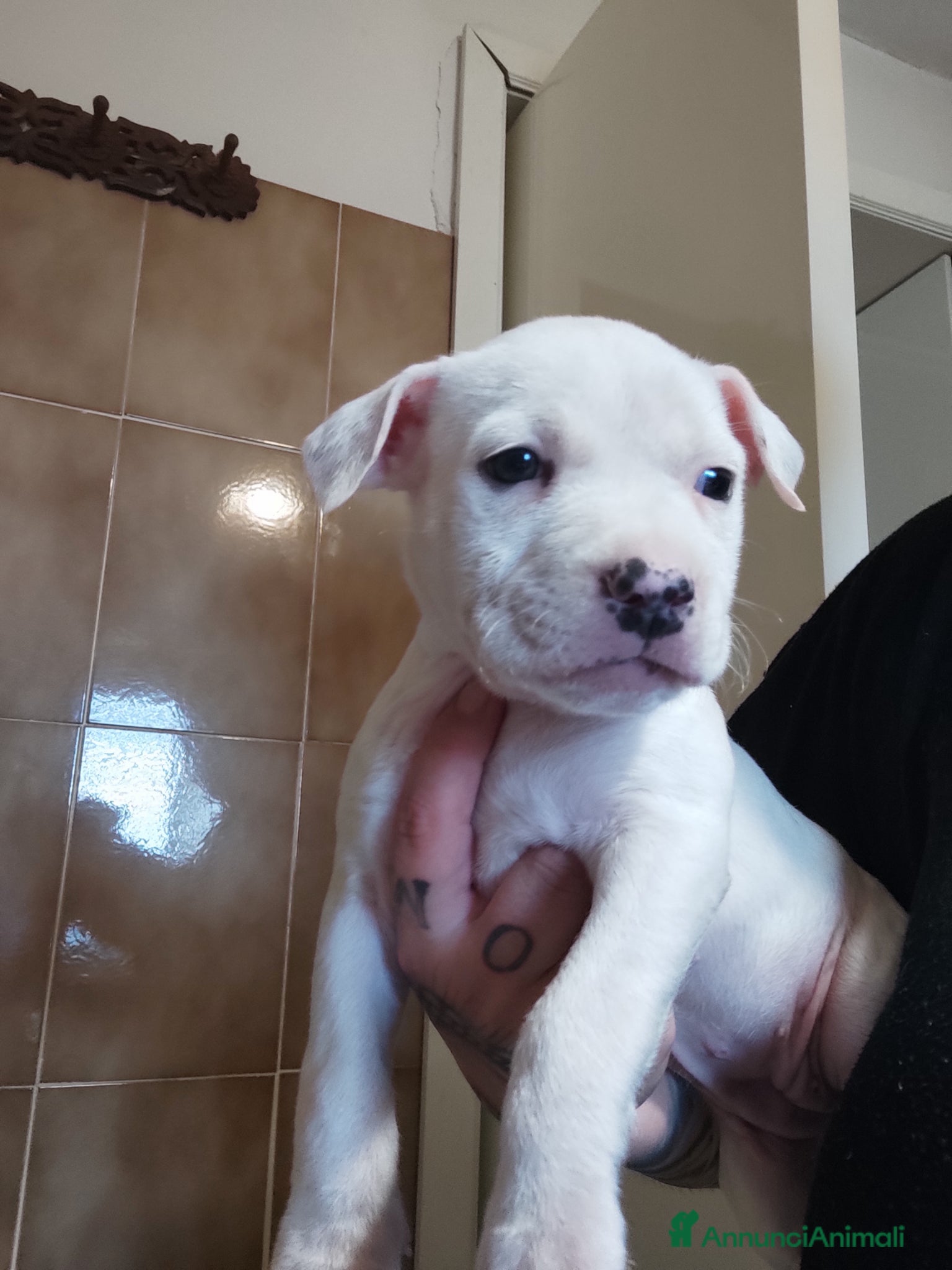 American Staffordshire cani Cucciole di American Staffordshire Terrier  - Annuncio 7