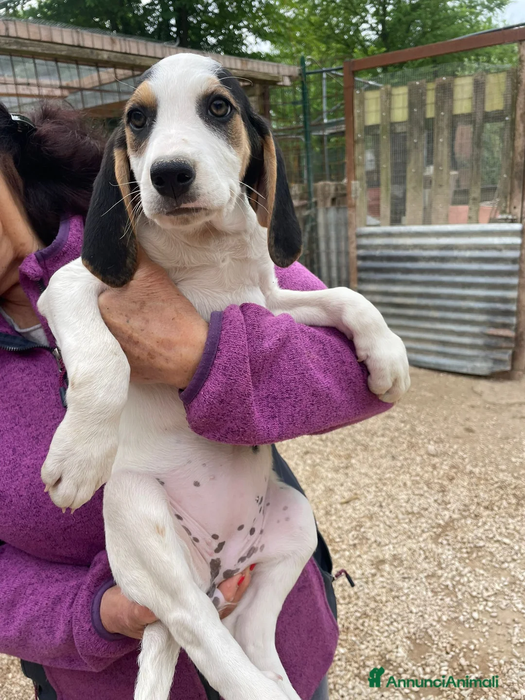 Meticcio cani in regalo: DUE TENERE SORELLINE a Provincia di Reggio Emilia - Annuncio 1