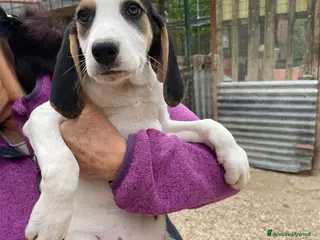 Meticcio cani DUE TENERE SORELLINE - Annuncio 1