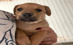 Akita Americano cani in regalo: LA TENERA NEVADA a Città metropolitana di Milano - Immagine 2