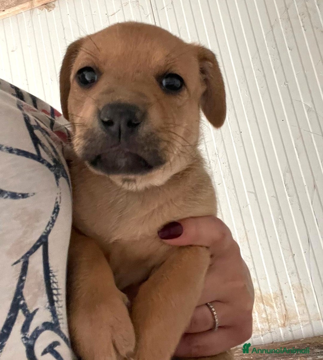 Akita Americano cani in regalo: LA TENERA NEVADA a Città metropolitana di Milano - Immagine 2