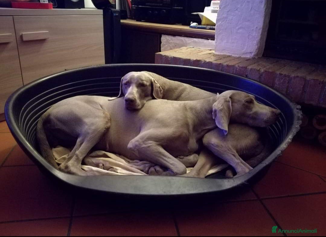 Weimaraner cani in vendita: Weimaraner cuccioli  - Annuncio 6