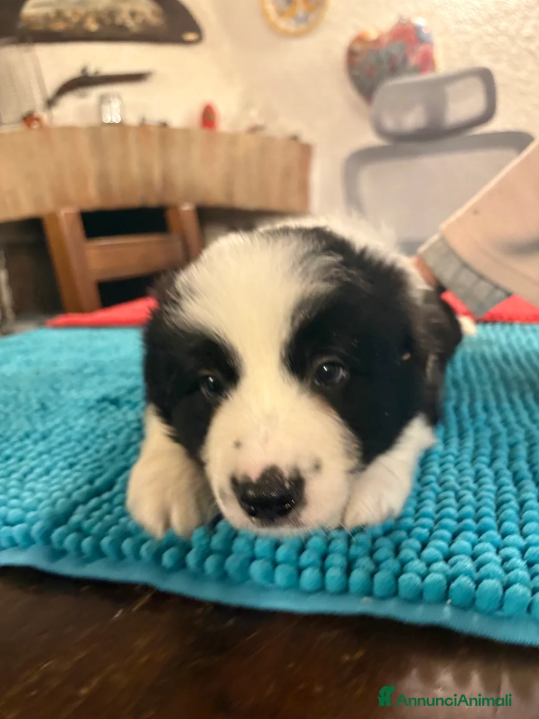 Border Collie cani in vendita: Border collie con pedigree  - Annuncio 4