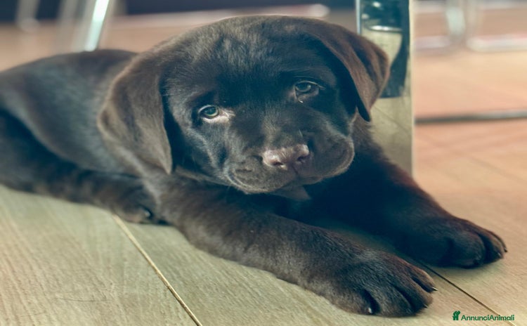 Labrador cani a Città metropolitana di Palermo - Annuncio 5