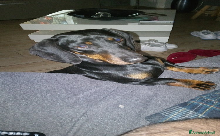 Bassotto cani a Provincia di Sassari - Annuncio 13