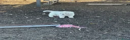 Pastore Abbruzzese Maremmano cani in vendita: Cuccioli maschi pastore abruzzese - Annuncio 4