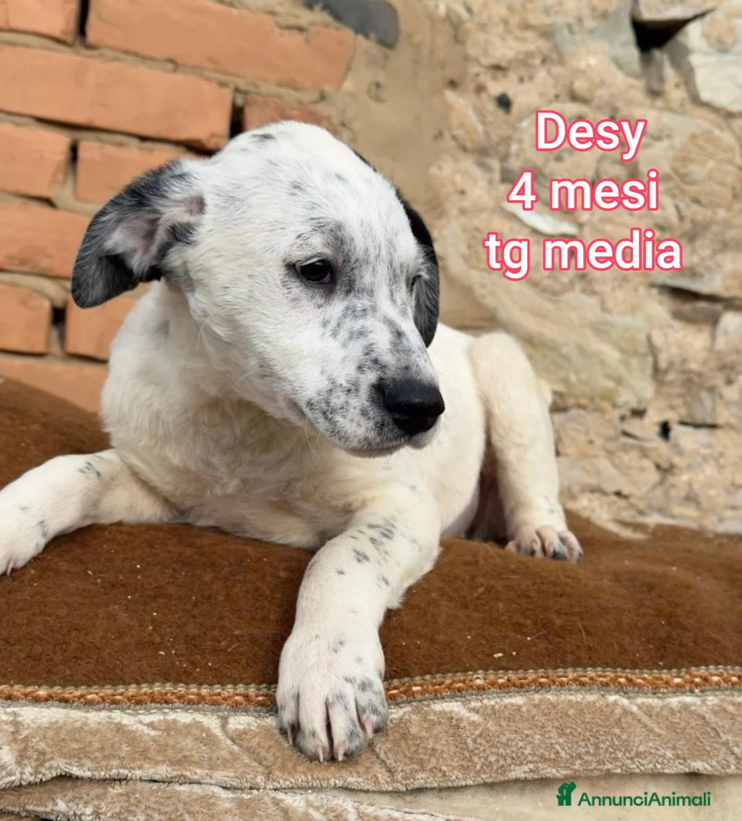 Meticcio cani in regalo: CUCCIOLI ESCLUSI E SOLI! - Annuncio 10
