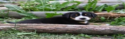 Grande Bovaro Svizzero cani in vendita: 🐾 Cuccioli di Grande Bovaro Svizzero disponibili! - Annuncio 9