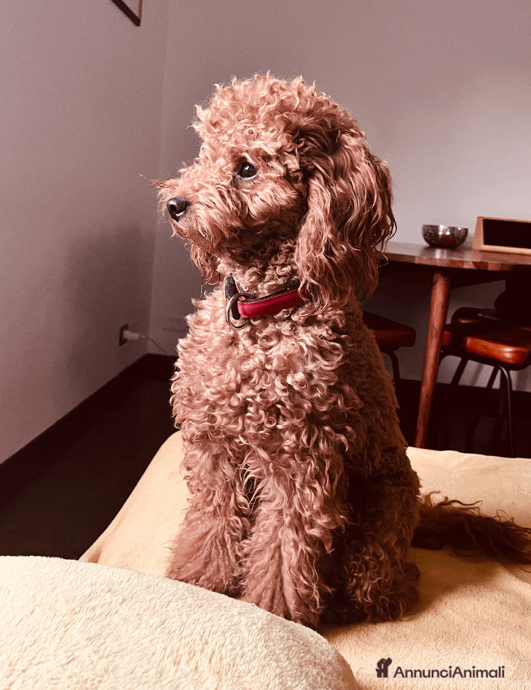 Barboncino cani per accoppiamento: Pablo cerca fidanzatina - Annuncio 1