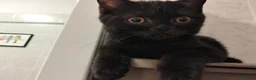 Scottish gatti in vendita: Gattini Scottish  - Annuncio 3