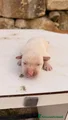 Cucciolo color miele – Maschio (simil Labrador)