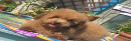 Barboncino Toy cani in vendita: Barboncino toy - Annuncio 3