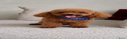 Barboncino Toy cani in vendita: Barboncini Toy di linea asiatica disponibili - Annuncio 8