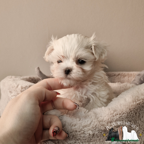 Maltese cani - Annuncio 13