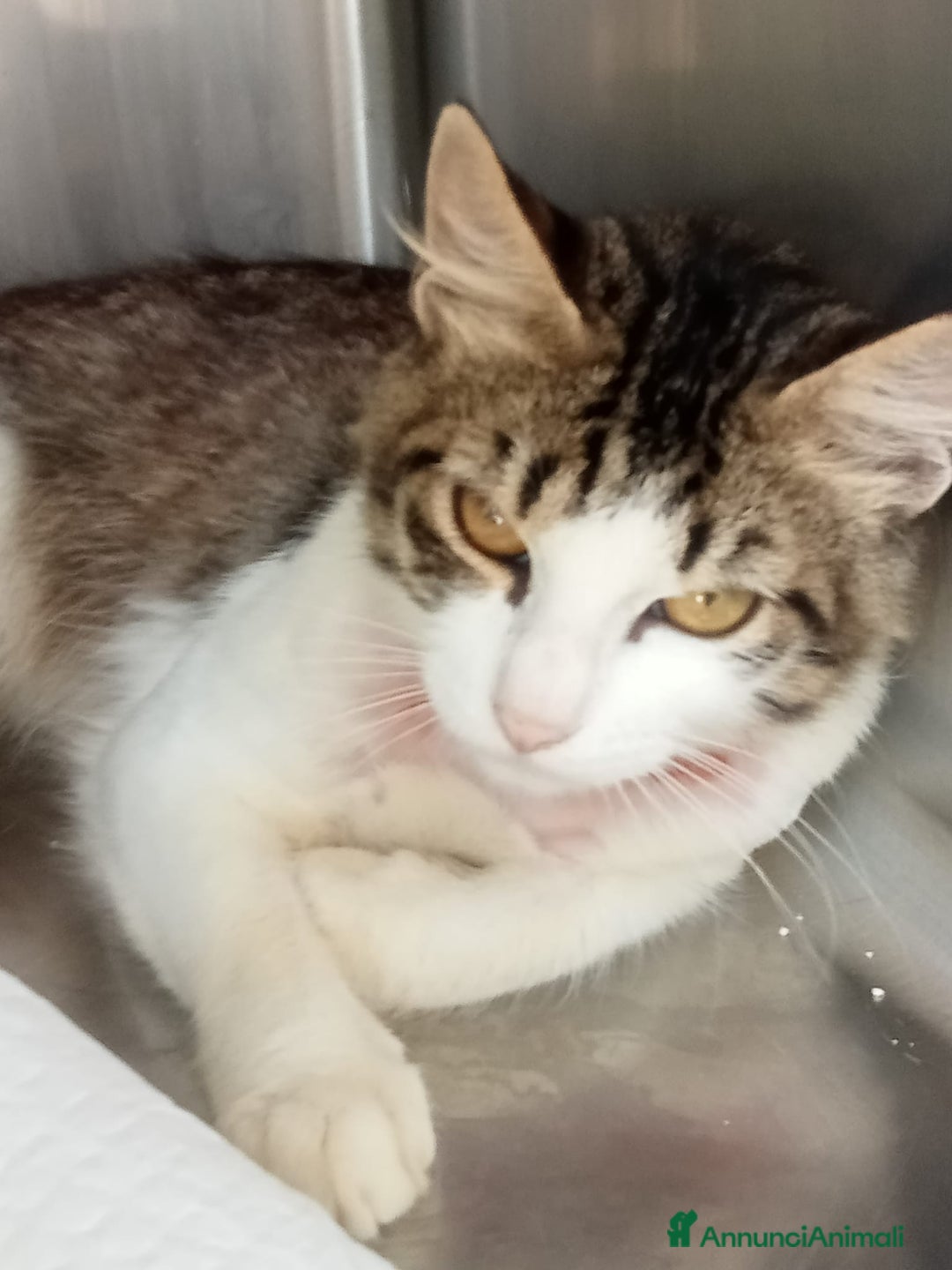 Europeo gatti in regalo: HOUDINI,un delizioso gattino - Annuncio 2