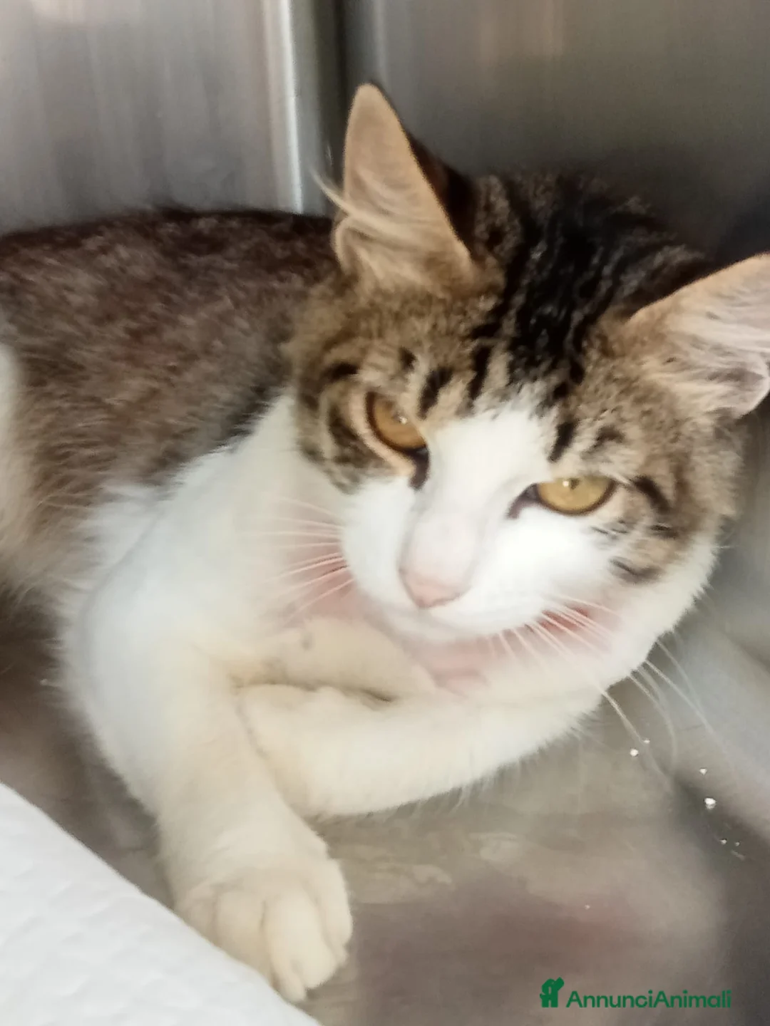 Europeo gatti in regalo: HOUDINI,un delizioso gattino - Annuncio 2