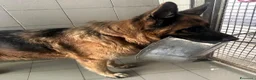 Pastore Tedesco cani in regalo: IBRA PASTORE TEDESCO - Annuncio 9
