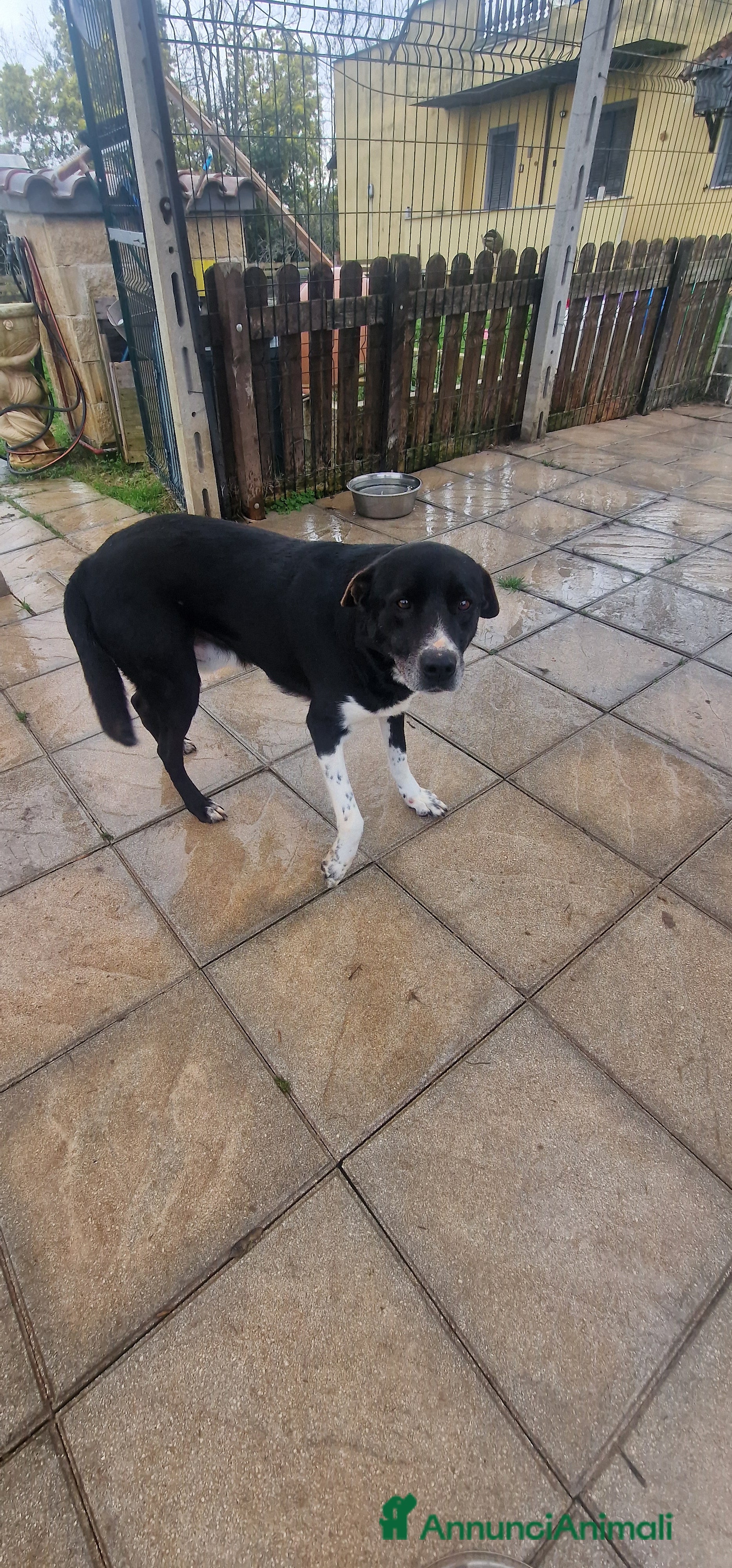 Meticcio cani Cane Leo - Annuncio 2