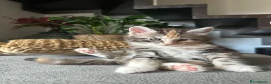 Maine Coon 3