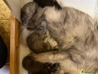 Maine Coon gatti Maine Coon - Annuncio 3