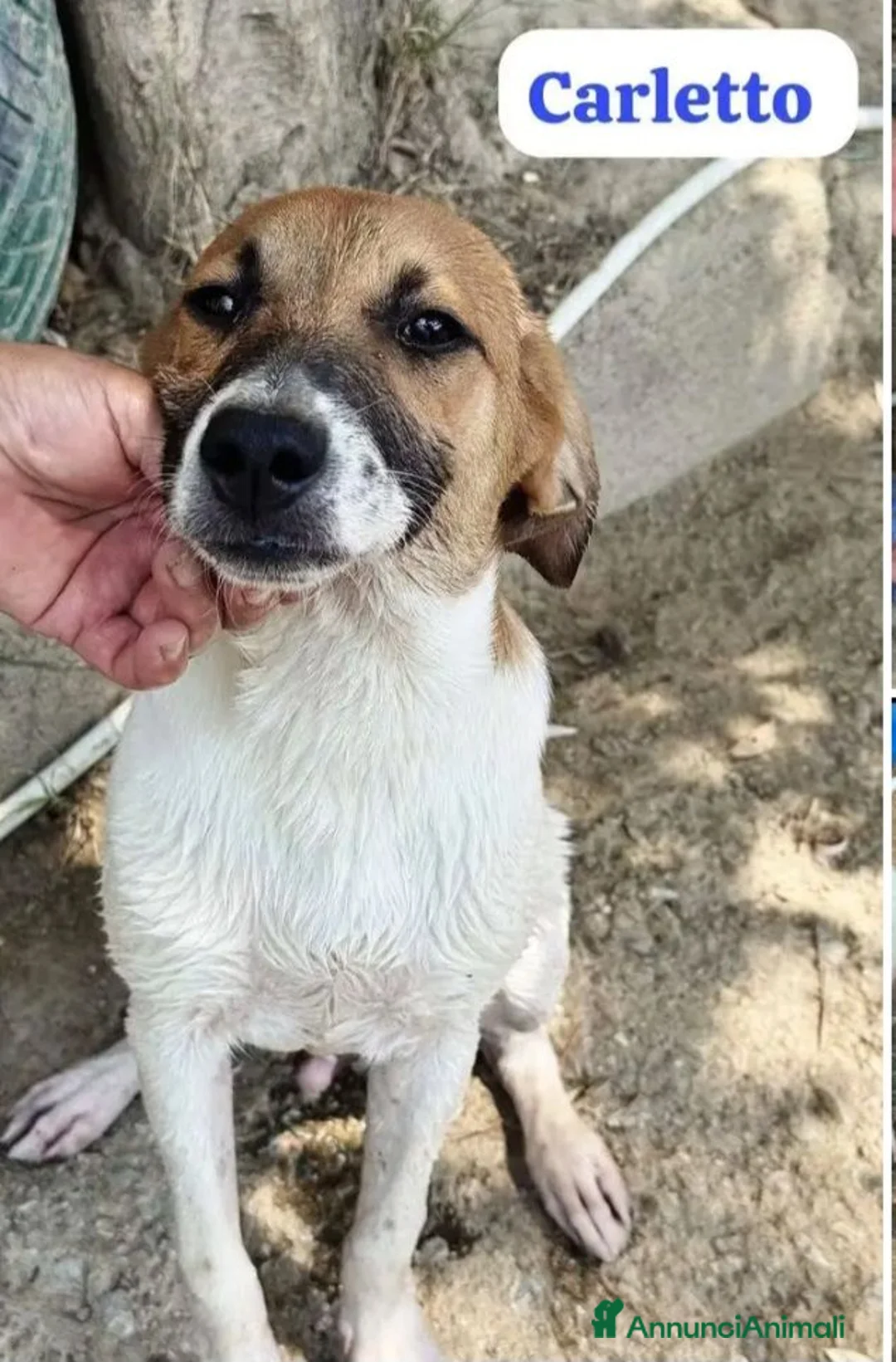 Meticcio cani in regalo: Carletto 6mesi dal divano al canile!! CALABRIA - Annuncio 2