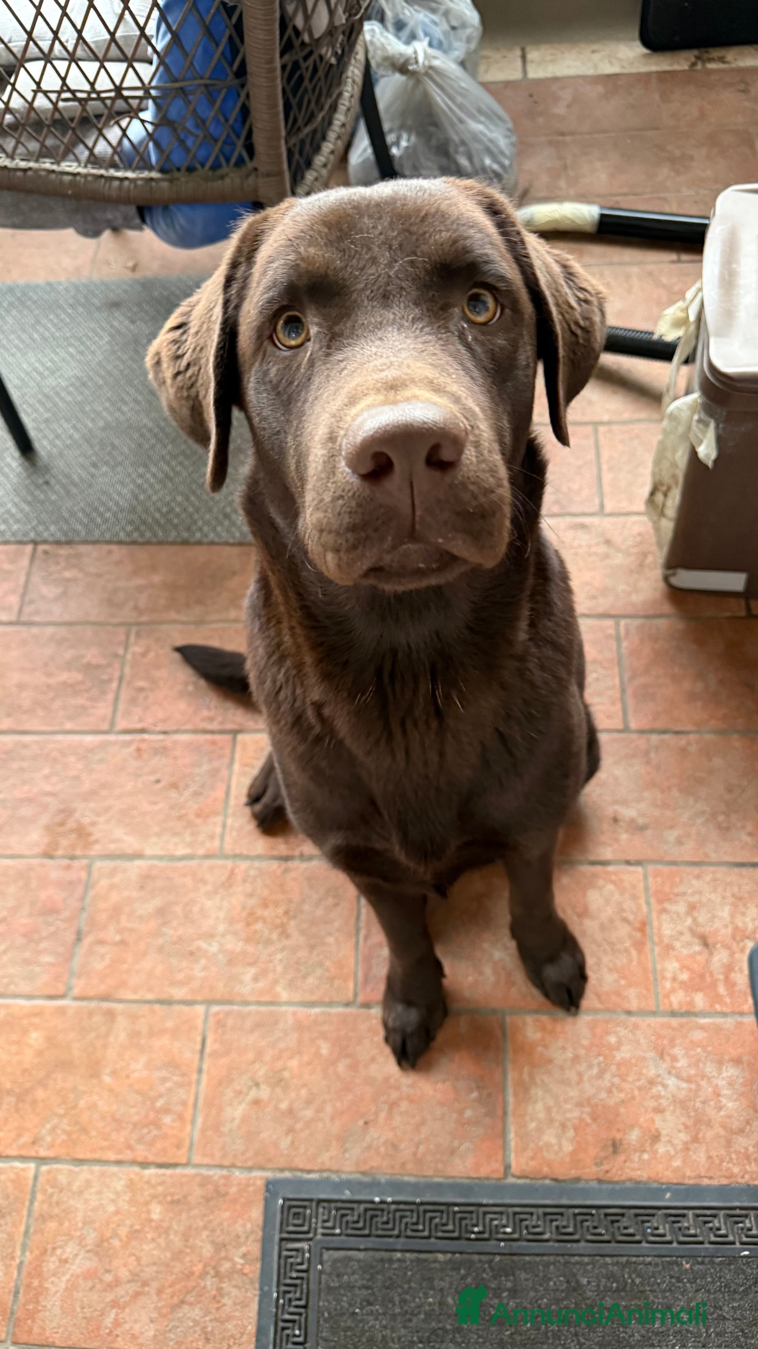 Labrador cani Cucciolo Labrador Cioccolato - Annuncio 25