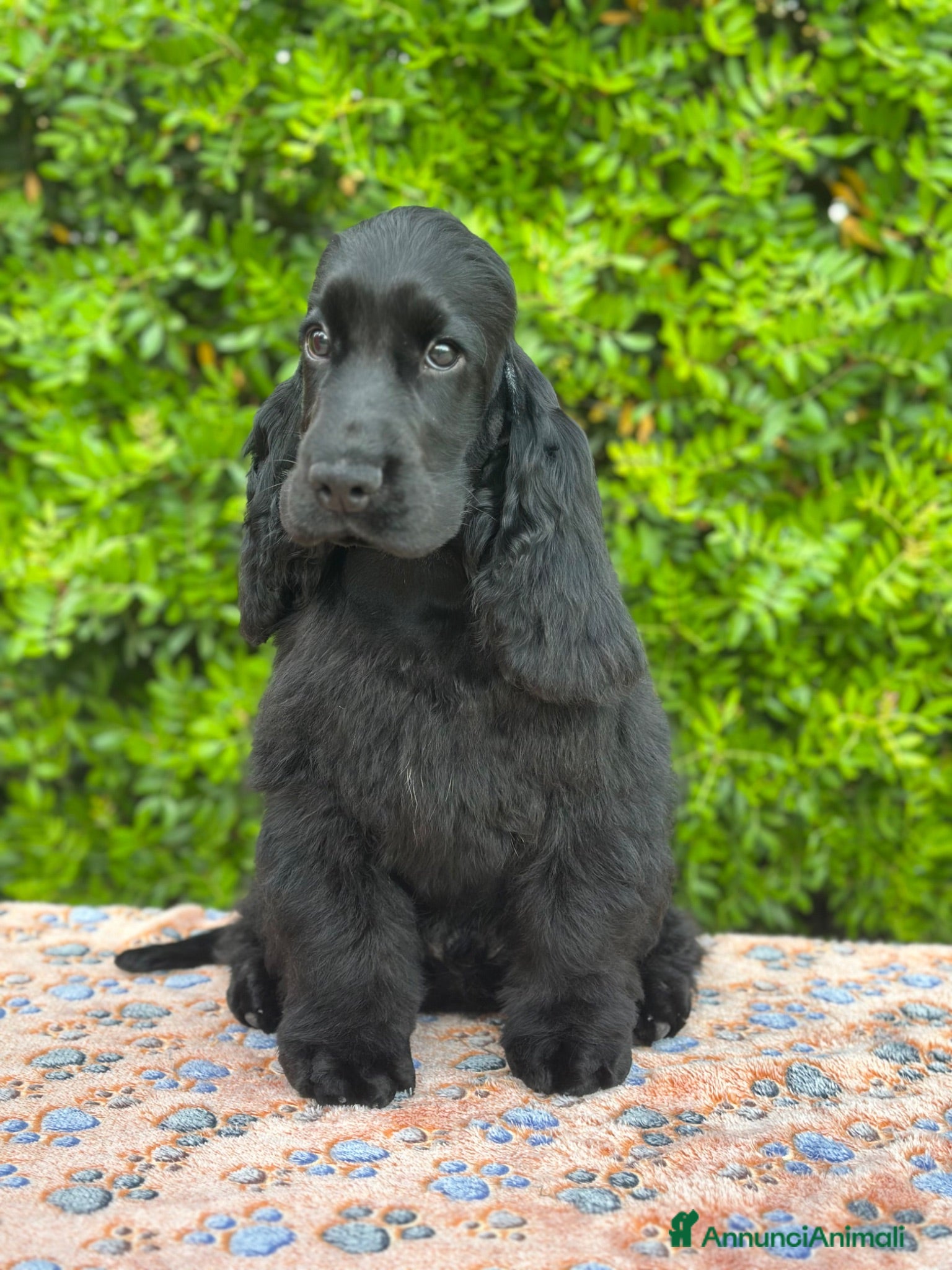Cocker cani Cocker spaniel inglese con pedigree  - Annuncio 1