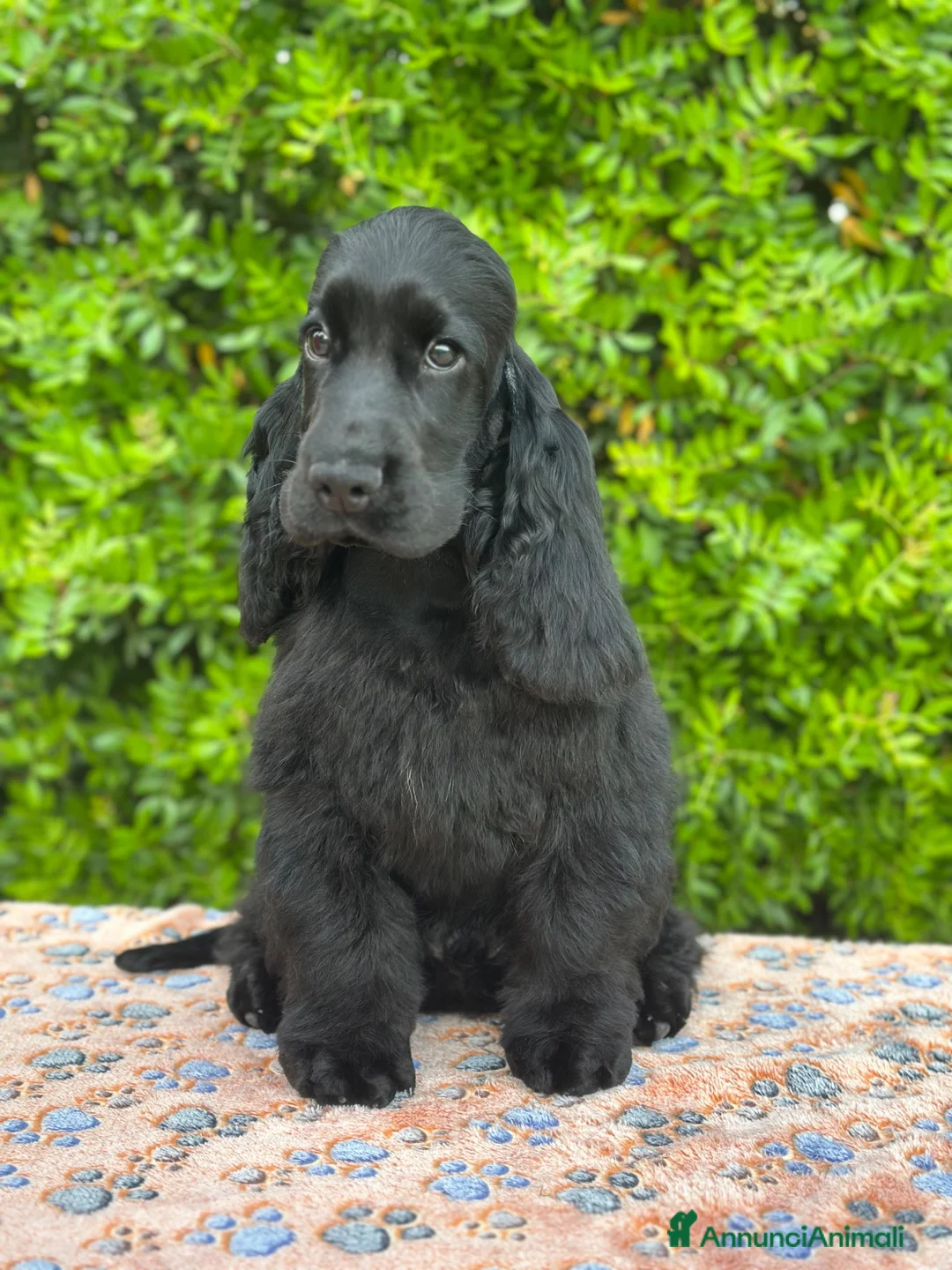 Cocker cani in vendita: Cocker spaniel inglese con pedigree  - Annuncio 1