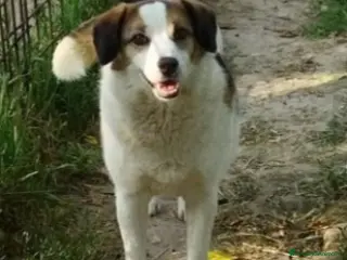 Meticcio cani Ambra 6/7anni salita 3anni fa e rifiutata.BOLOGNA a Città metropolitana di Milano - Annuncio 12