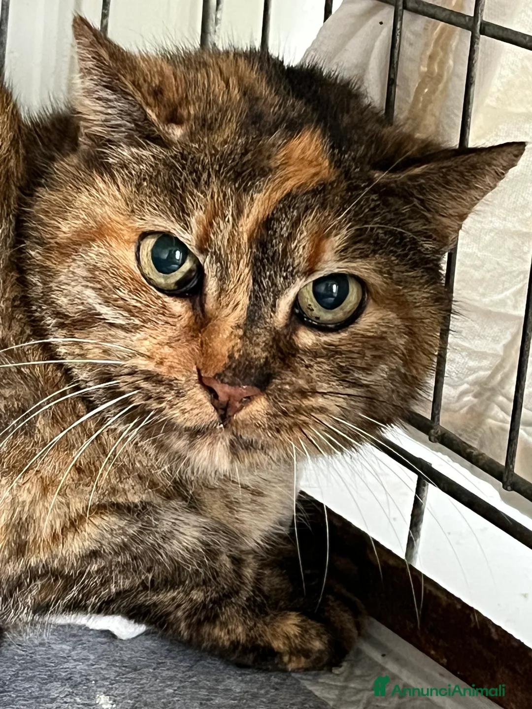 Europeo gatti in regalo: Adozione del cuore gatta di strada - Annuncio 1