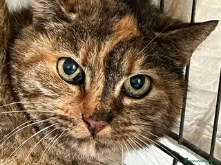 Europeo gatti Adozione del cuore gatta di strada - Annuncio 3