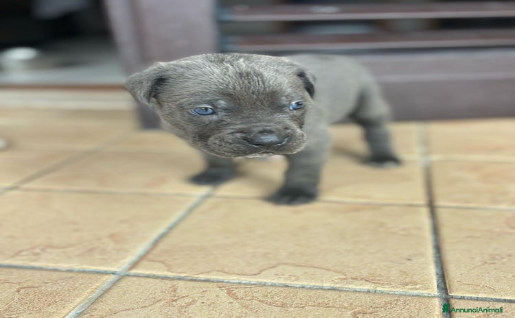 Cane Corso cani a Provincia di Chieti - Annuncio 1