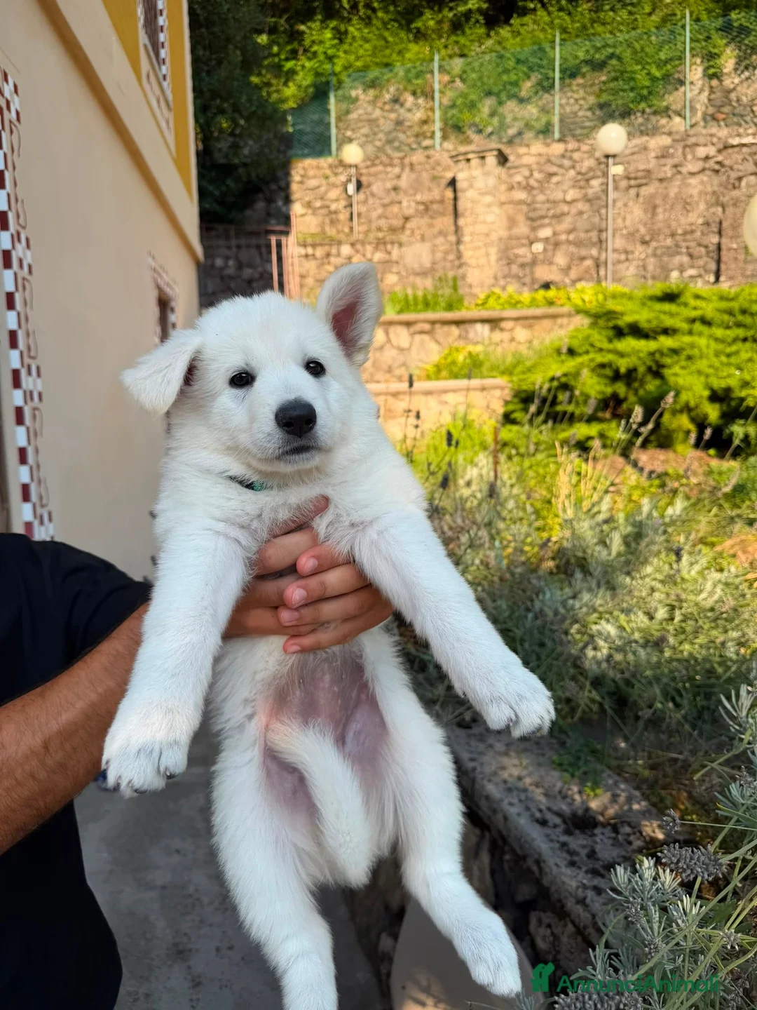 Pastore Svizzero cani in vendita: Vendita Pastore Svizzero Bianco - Annuncio 2