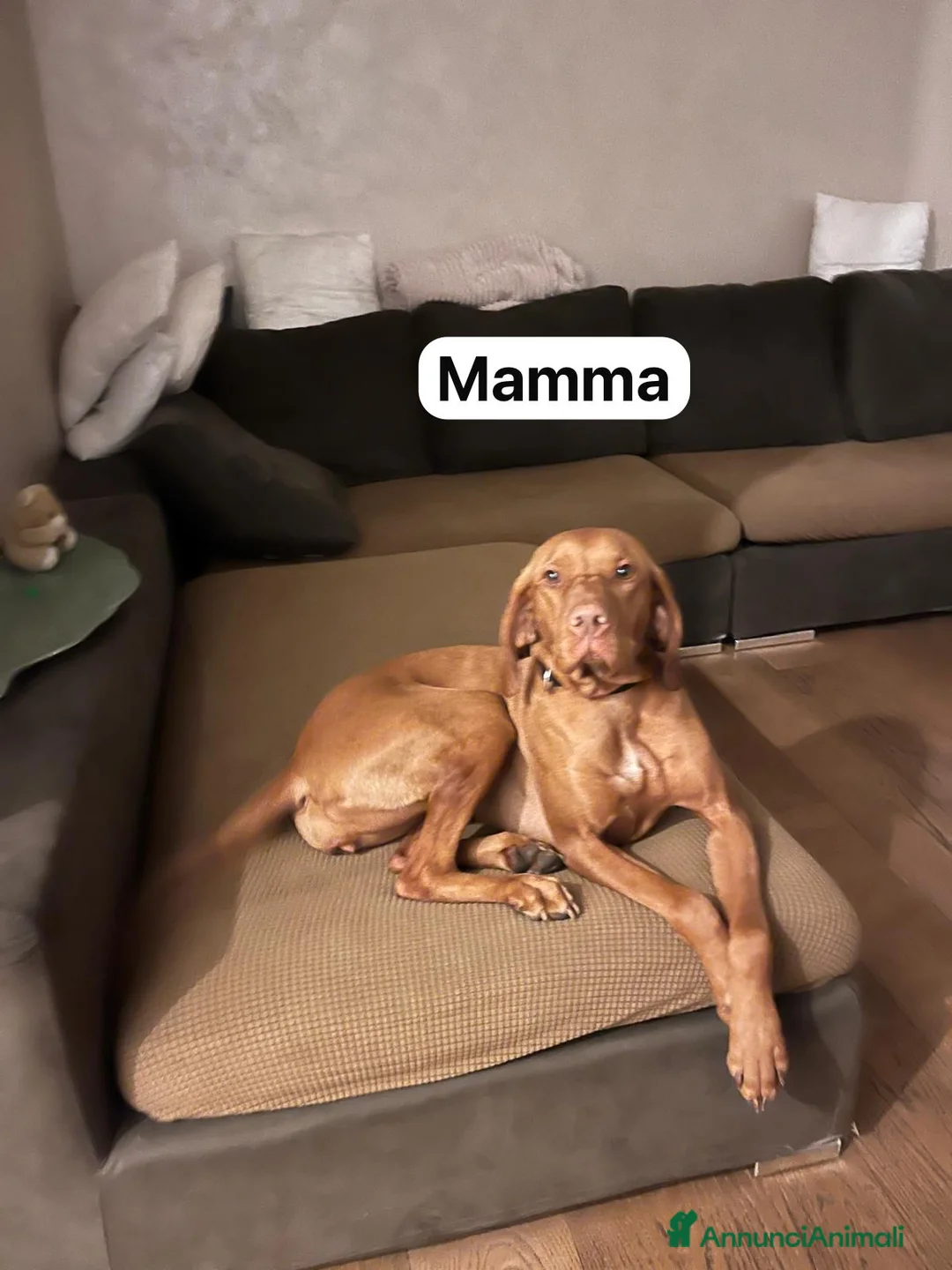 Vizsla cani in vendita: Bracco ungherese  a Provincia di Monza e della Brianza - Annuncio 3