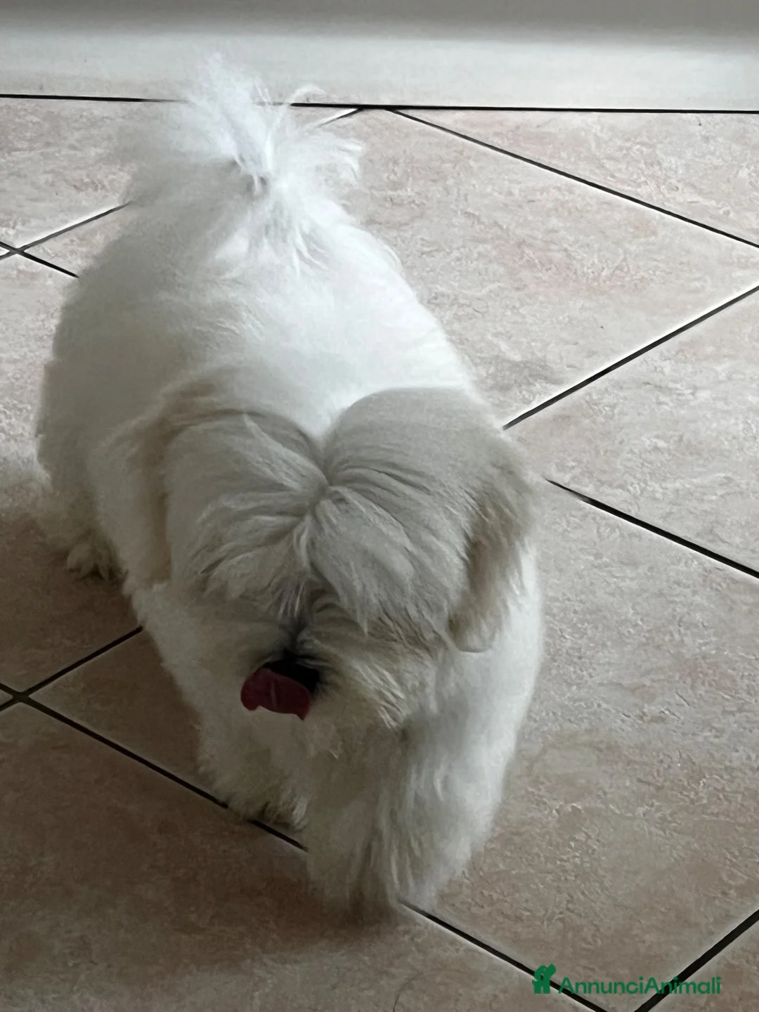 Maltese cani in vendita: Maltese a Città metropolitana di Roma Capitale - Annuncio 1