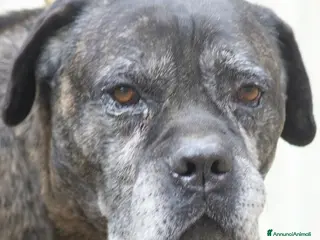 Cane Corso cani MAMBO SEI VECCHIO NON SERVI PIU', IN ADOZIONE - Annuncio 41