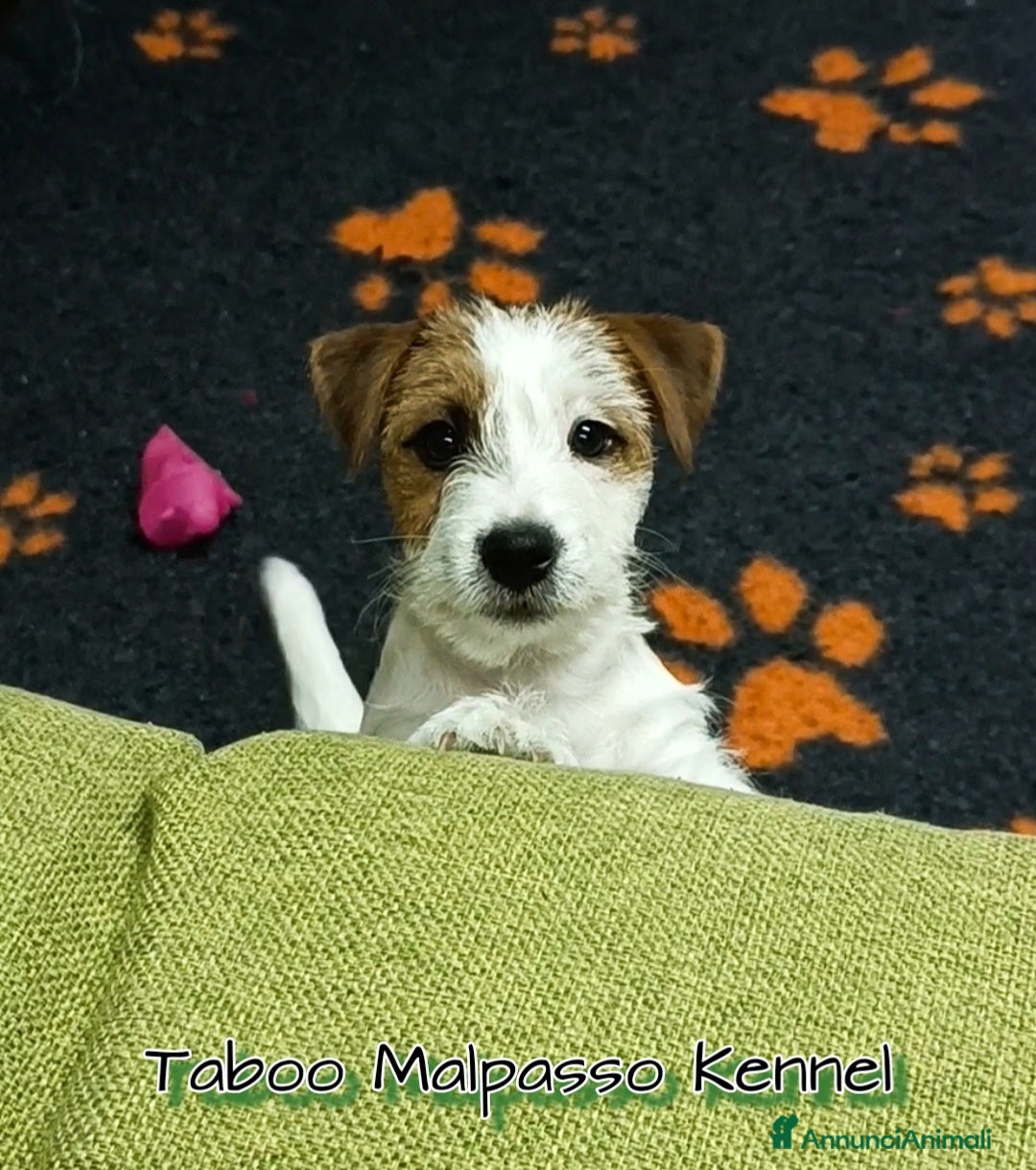 Immagine della galleria {{count}}