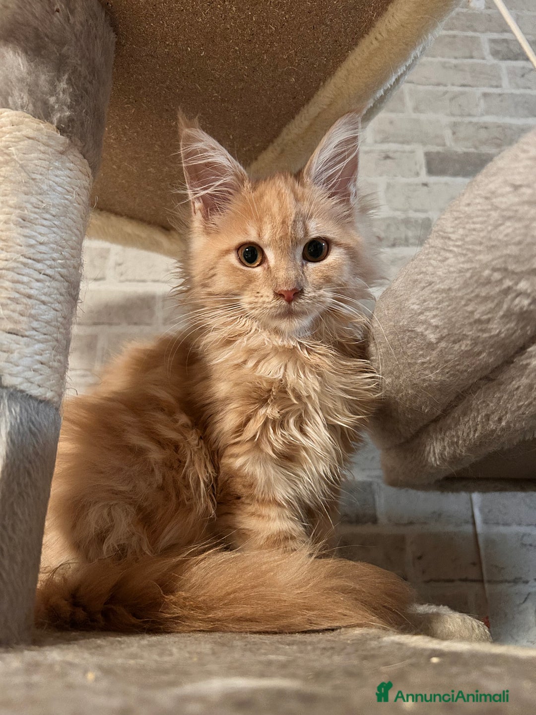 Maine Coon gatti in vendita: Cuccioli Maine Coon - Annuncio 8