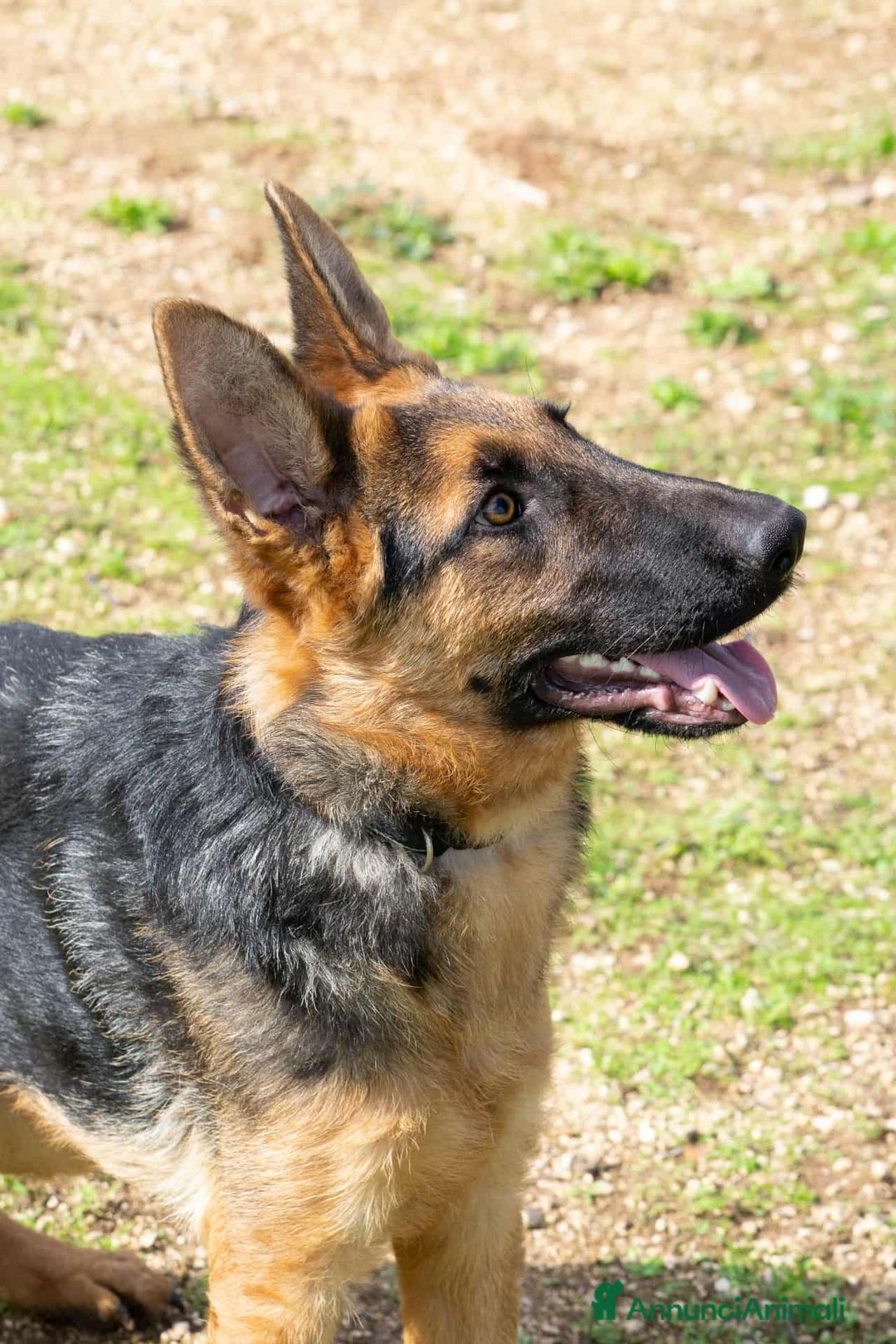 Pastore Tedesco cani in regalo: Battista - Annuncio 5