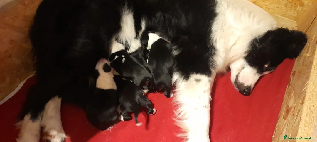 Border Collie cani in vendita: Border collie linea da lavoro - Annuncio 5