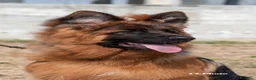 Pastore Tedesco cani in vendita: Allevamento di Terra Scura a Provincia di Salerno - Annuncio 13