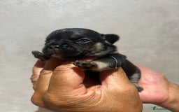 Altre razze gatti in vendita: Bulldog francese cuccioli a Città metropolitana di Milano - Immagine 9
