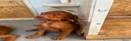 Vizsla cani in vendita: Ultimi 3 maschi di di bracco ungherese disponibili - Annuncio 6