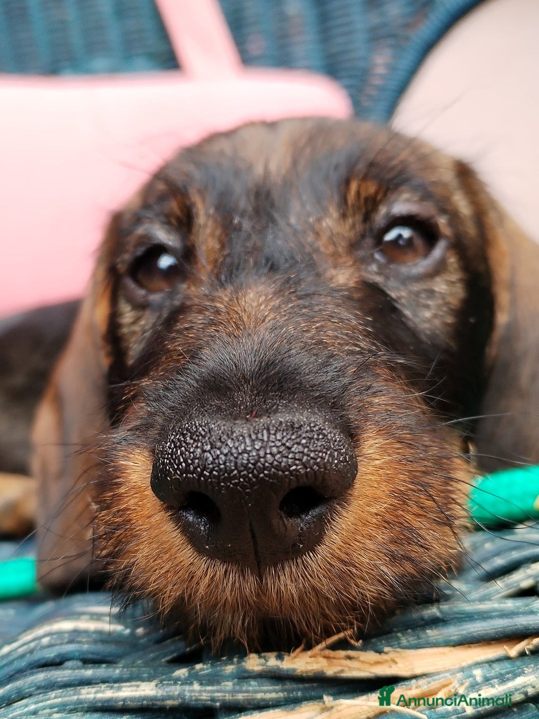 Bassotto cani in vendita: Cucciolo di bassotto a pelo duro a Provincia di Biella - Immagine 3
