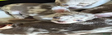 Chihuahua Cucciolo 2