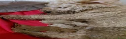 Barboncino cani in vendita: Barboncini nani  - Annuncio 2