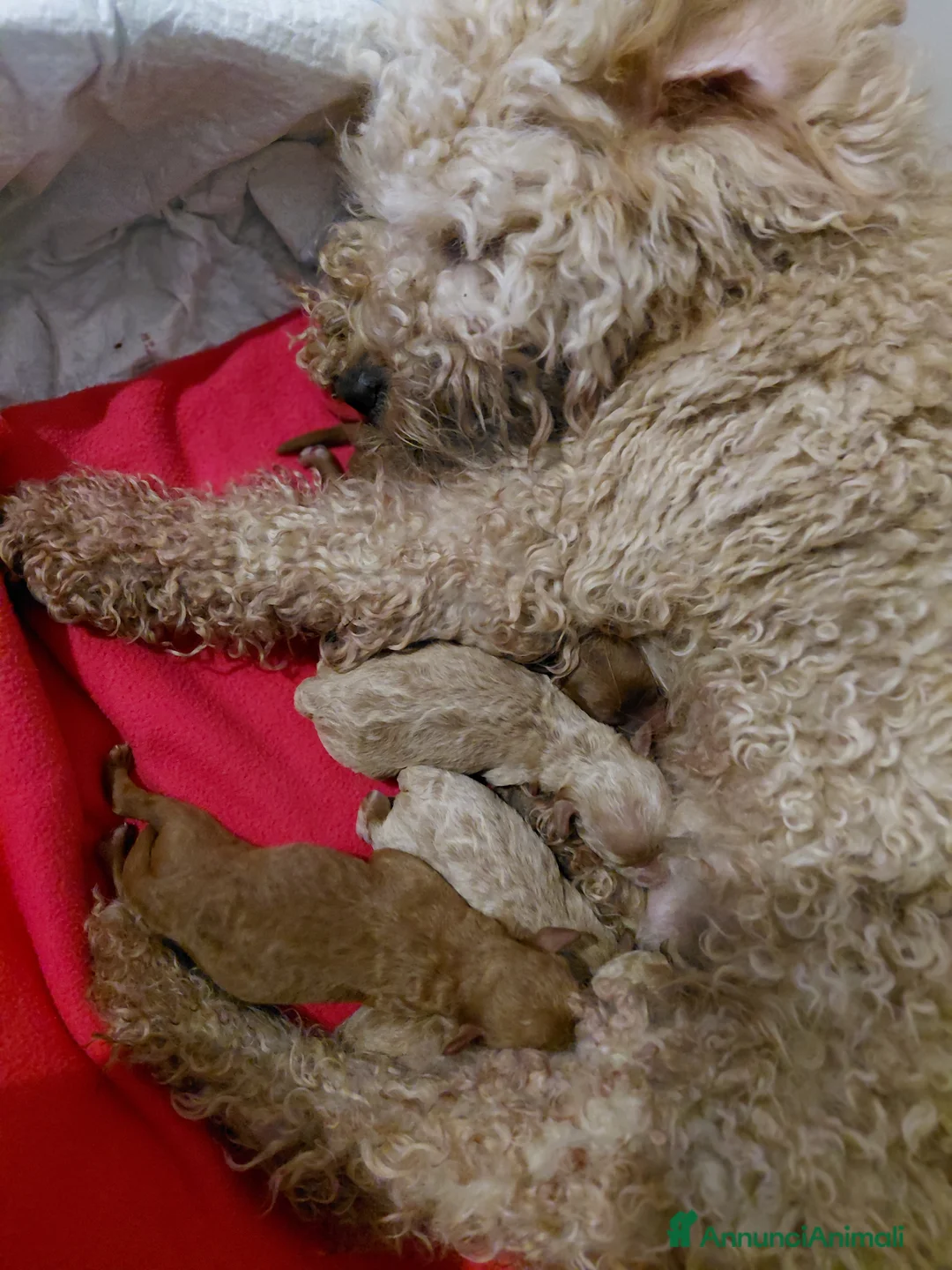 Barboncino cani in vendita: Barboncini nani  - Annuncio 2