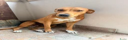 Meticcio cani in regalo:  Luna - Annuncio 3