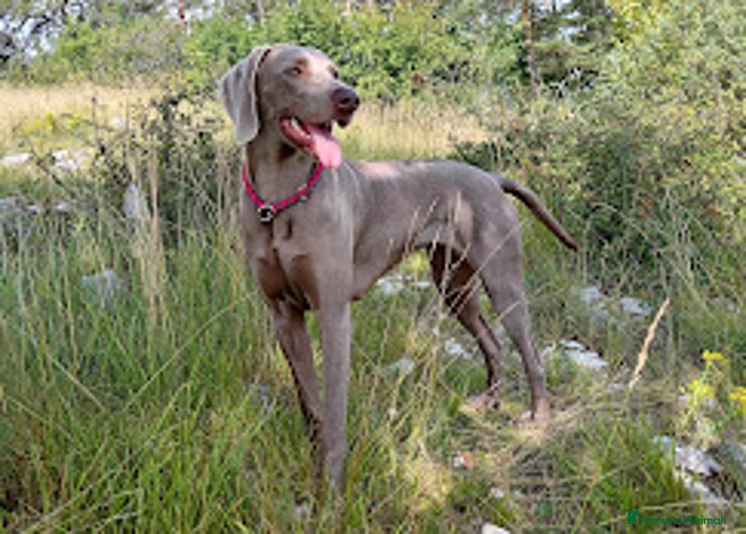 Weimaraner cani in vendita: Cuccioli Weimaraner - Annuncio 1